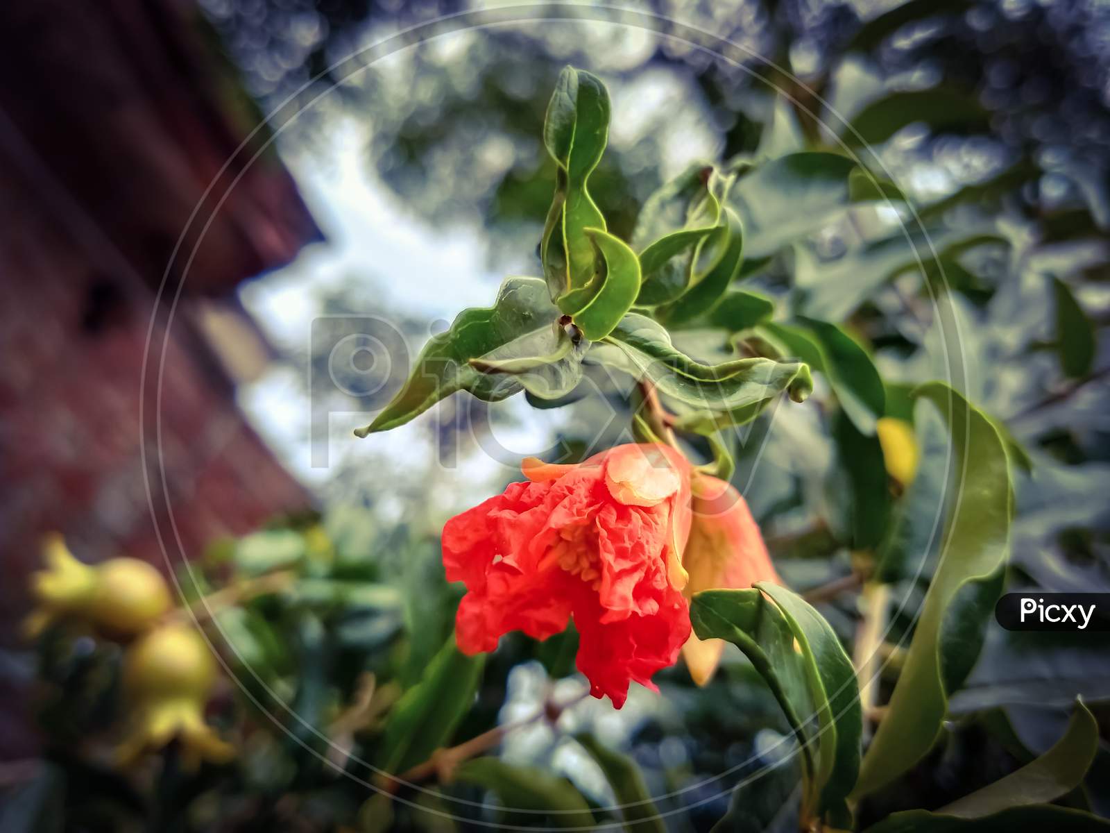 Red flower of pomegranate