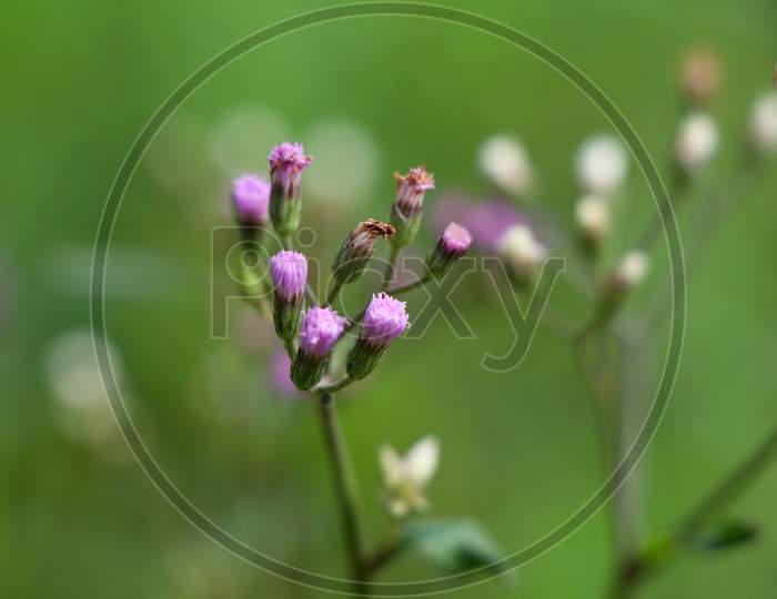 Flower Of Cyanthillium Cinereum Also Known As Little Ironweed In The Sunflower Family.
