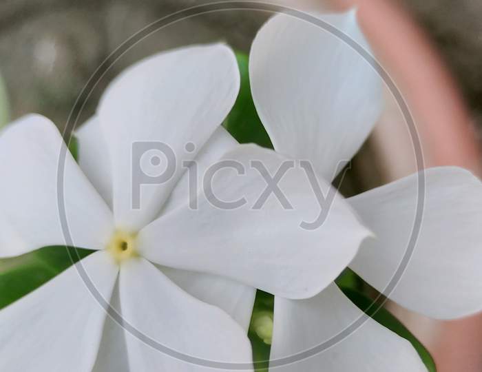 White lily flower in the flower pot looking awesome