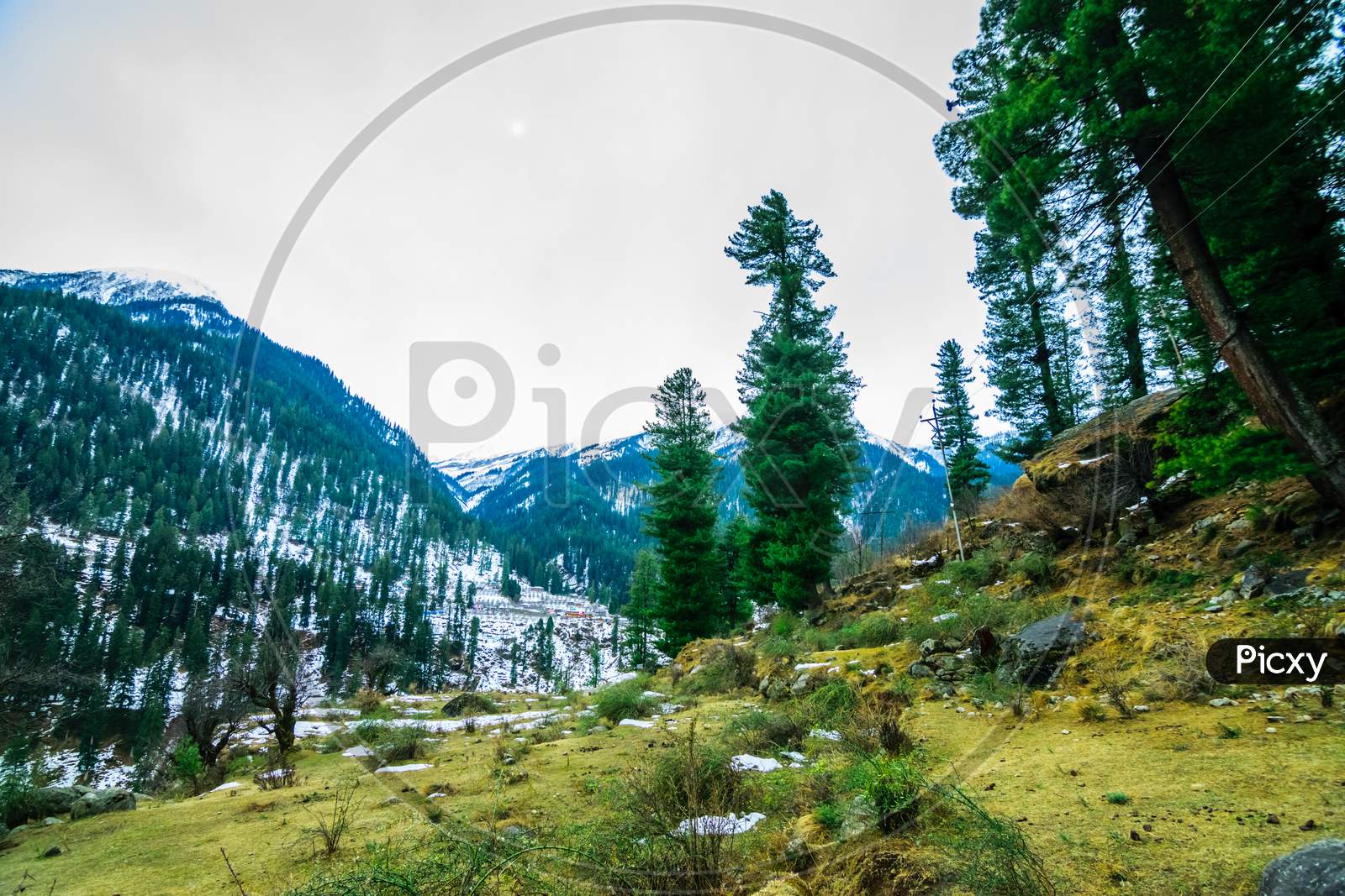 A Green Valley In The Lap Of The Mountain With Tall Deodar Trees And Snow Capped Mountain In The Background