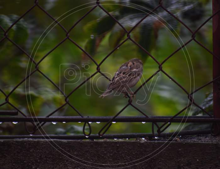 Asian Bird - House Sparrow - Tree birds India
