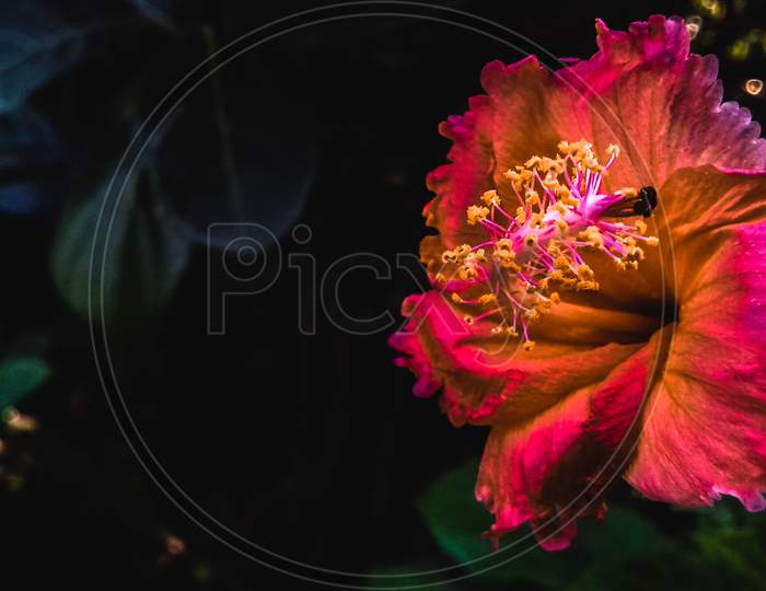Hibiscus Rose, China Rose Flower, Jaba Flower,Hibiscus Rosa-Sinensis