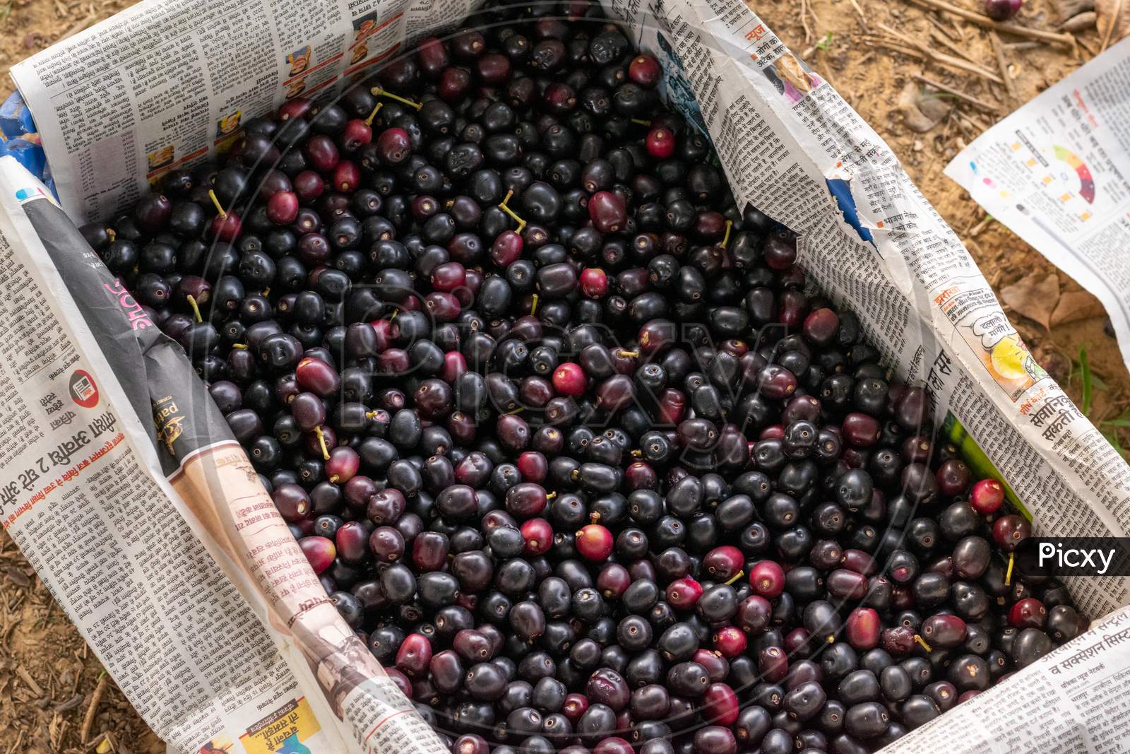 Fresh Jamun, Indian blueberry or black plum fruits put in a crate after picking from the trees