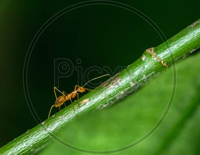 Isolated Pharaoh Ant Walking On A Stem .Green Background