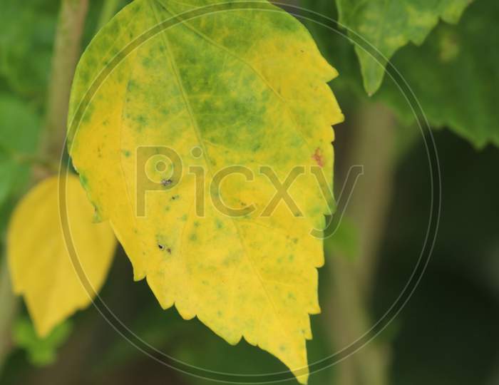 Green yellow mixed color leaf close display. beautiful nature foliage background.