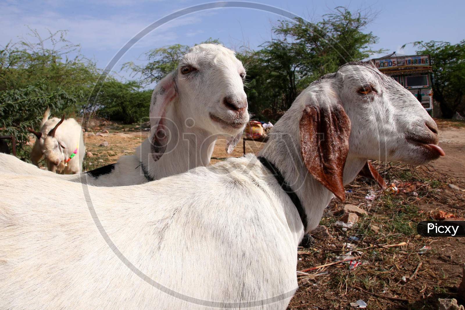 Vendors Gather Their Goats And Sheep For Sale At A Ground Ahead Of The Muslim Festival Eid Al-Adha Or The 'Festival Of Sacrifice', In Ajmer, Rajasthan, India On July 23, 2020.