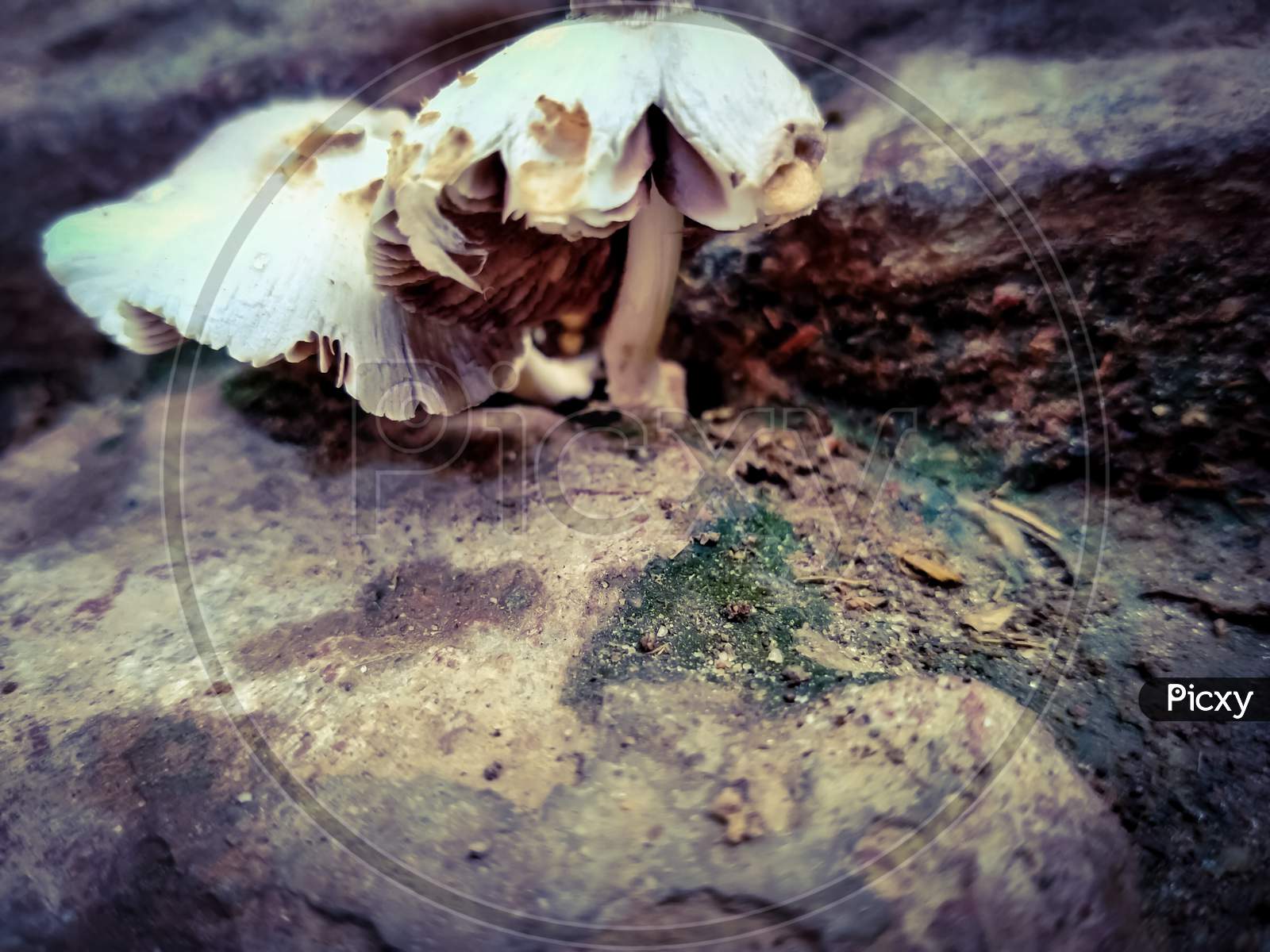 Image of Club fungi,Basidiomycota-JQ584001-Picxy