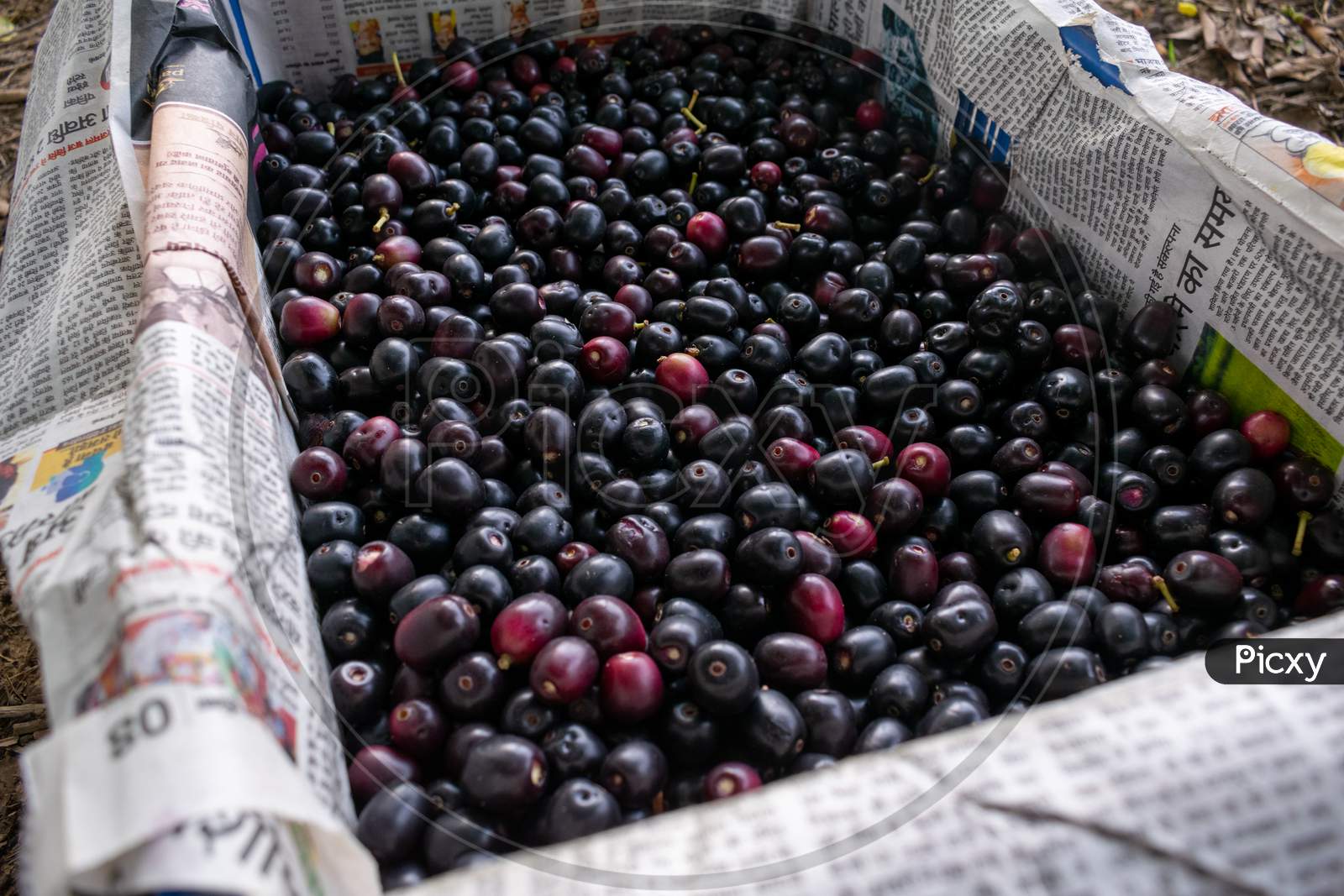 fresh Jamun, Indian blueberry or black plum fruits put in a crate after picking from the trees