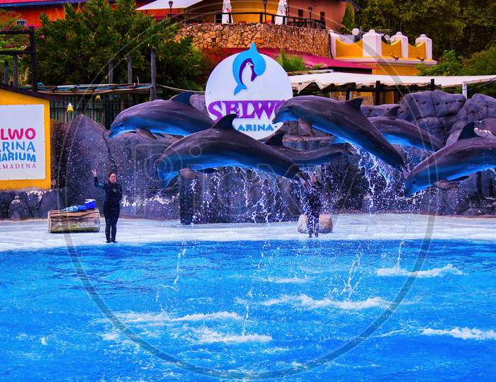 Malaga, Spain - September 07, 2015: Dolphin Show In Selwo Marina, Which Is A Small Marine Park Located In Benalmádena