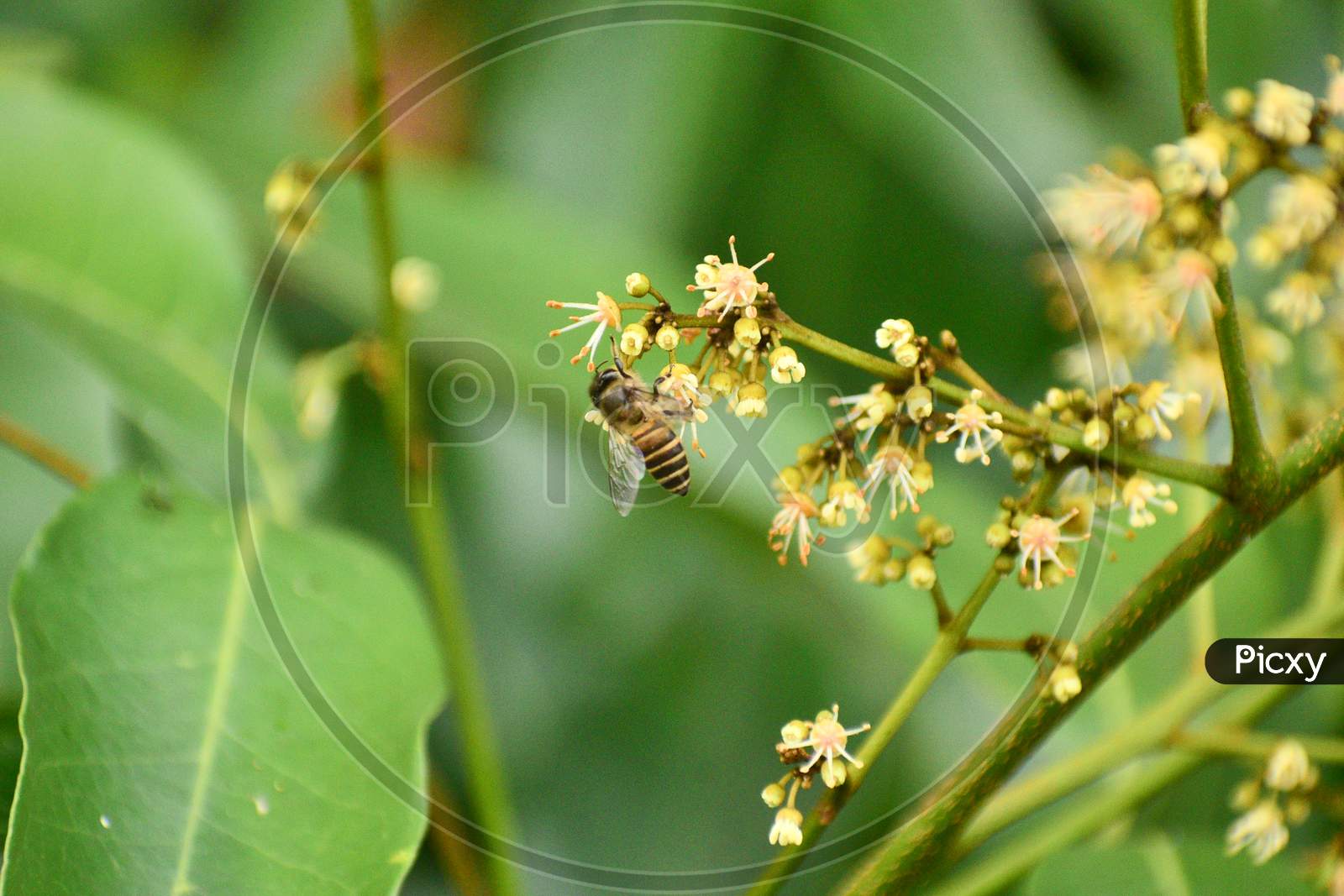 Honey Bee Collect Nectar From Flowers