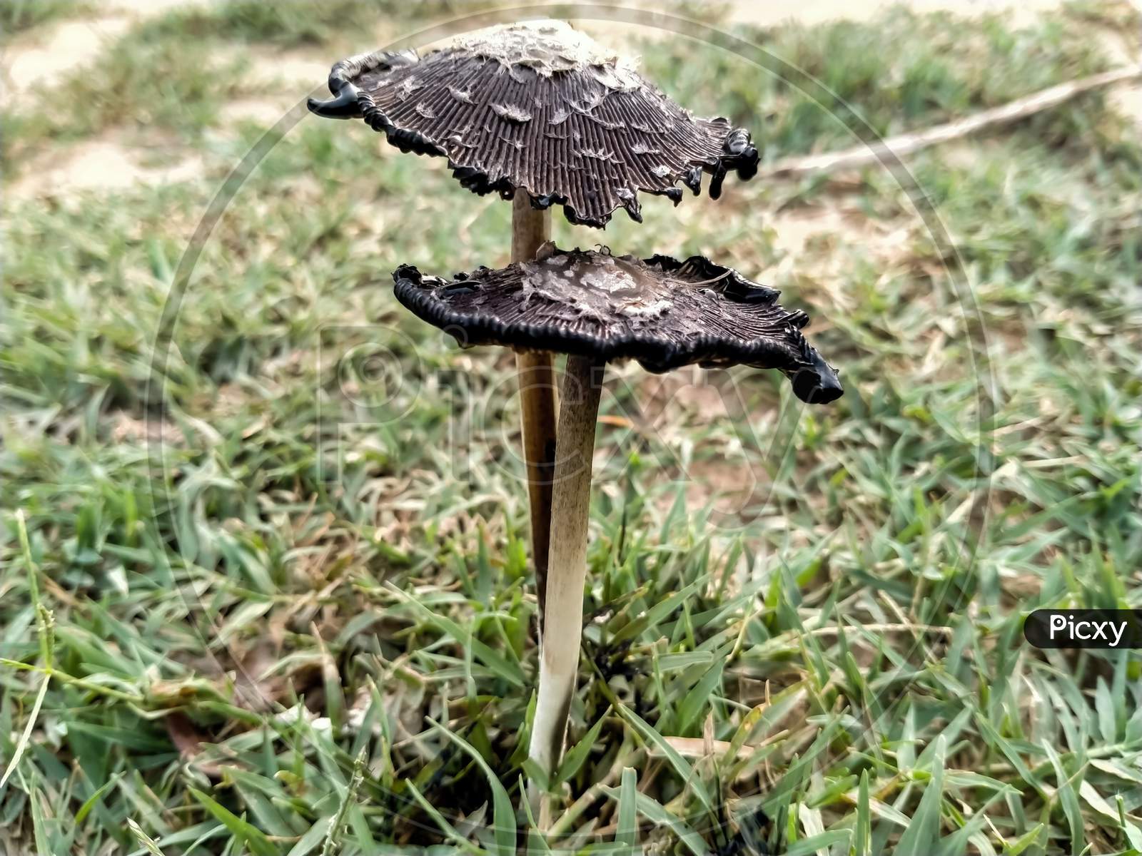 Black mushroom