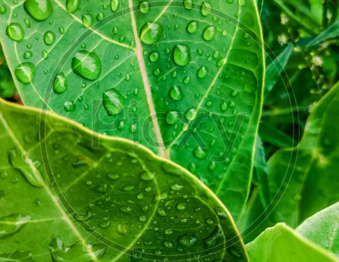 Selective Focus On Water Drops On A Big Green Leaf