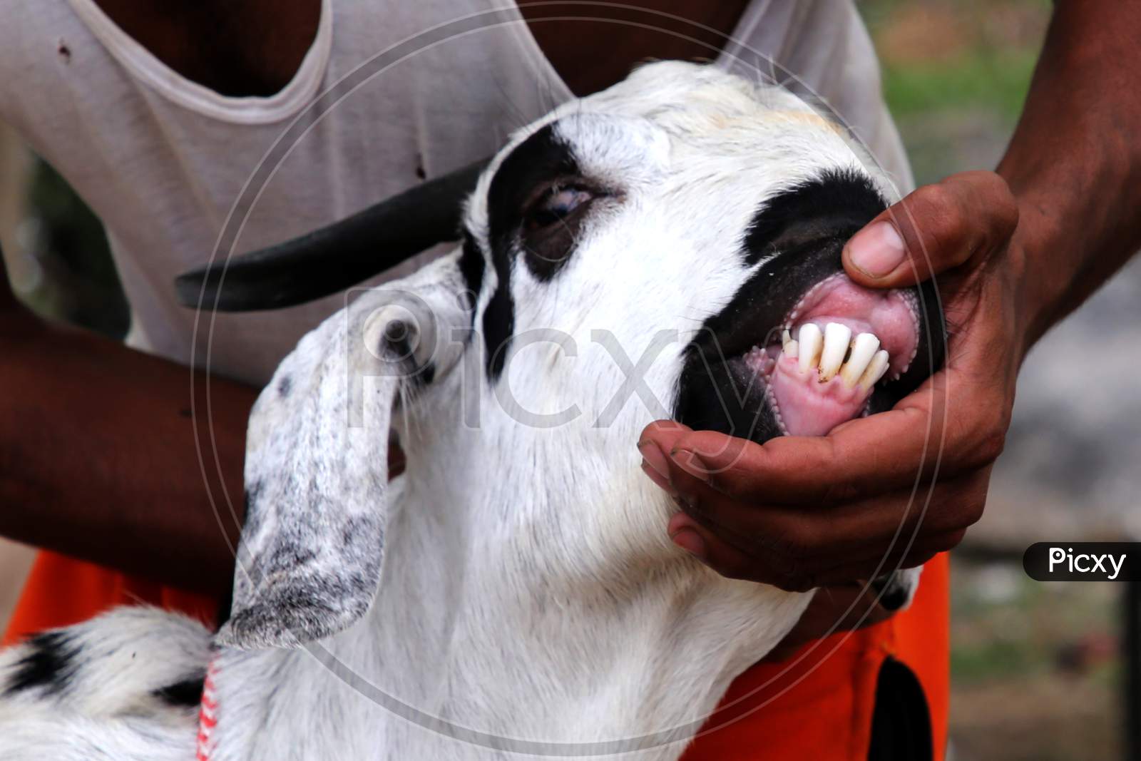 A Man Checks The Teeth Of A Goat To Determine Its Age At A Livestock Market Ahead Of The Muslim Festival Of Eid Al-Adha In Ajmer, India On July 23, 2020.