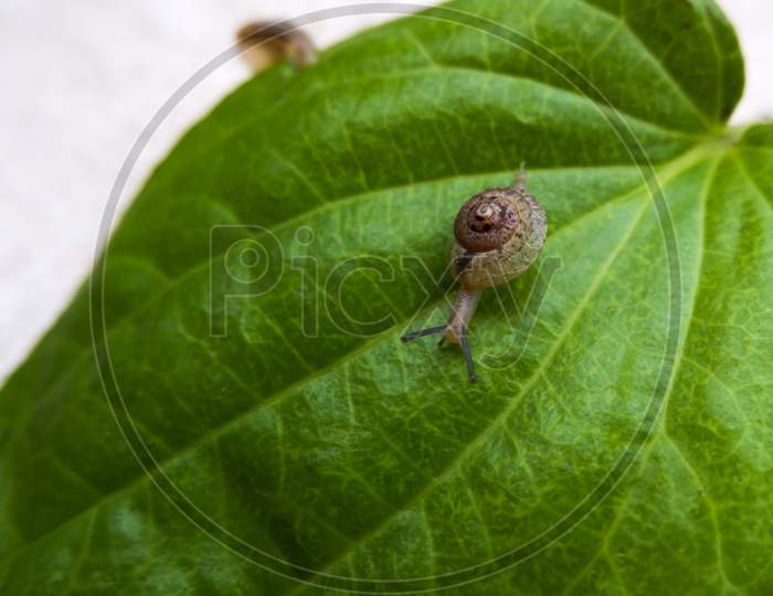 Cute Little Snail Isolated On Green Betel Leaf