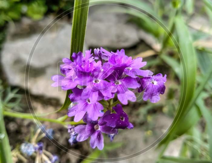 Bunch of purple flower.