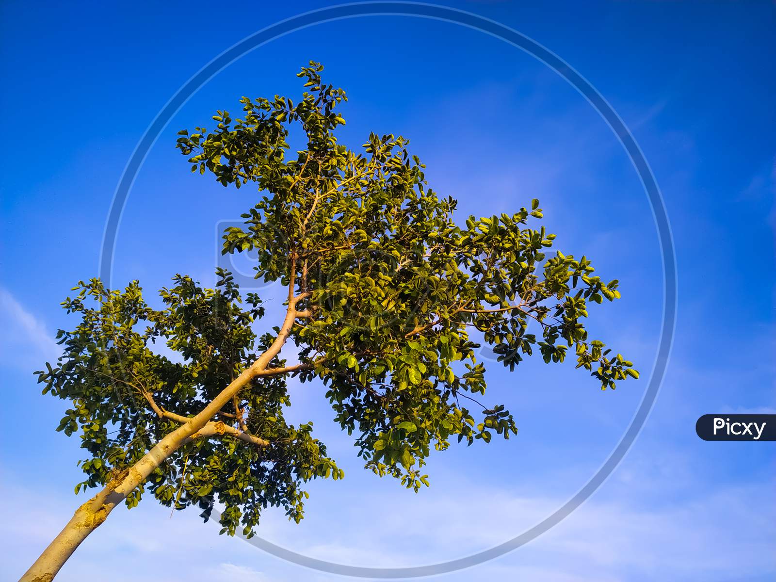 Low Angel View Of Tree Against Blue Sky