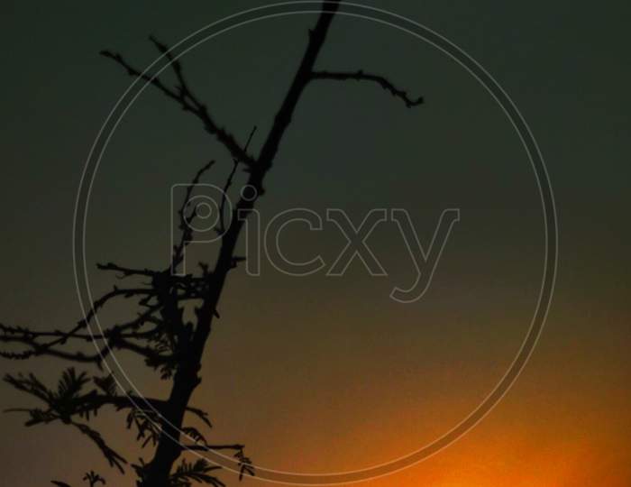 Evening sunset and a nice silhouette of plants and human beings. An amazing sunset photography