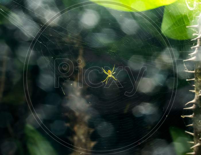 Isolated Tiny Yellow Spider In The Center Of Its Formed Web