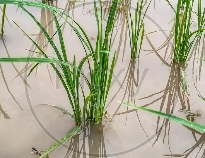 Rice plant growing in water.