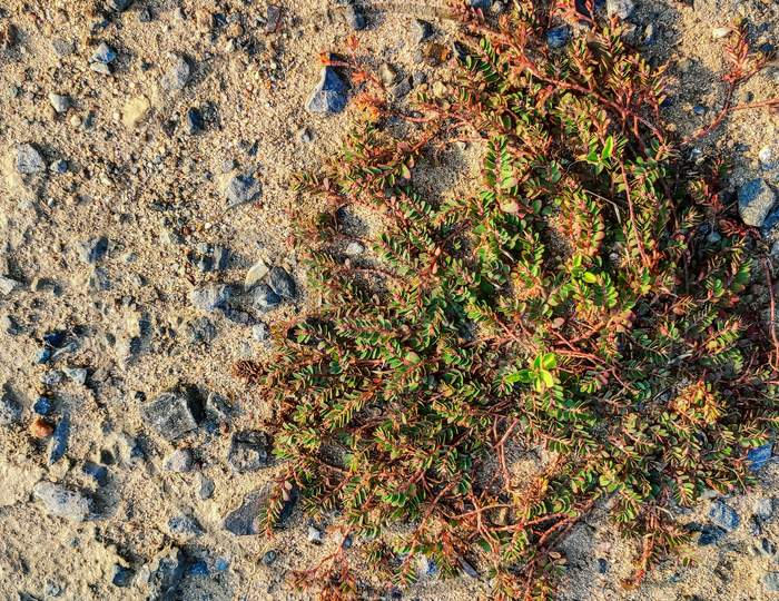 View Of Small Grass Plant On Dry Soil
