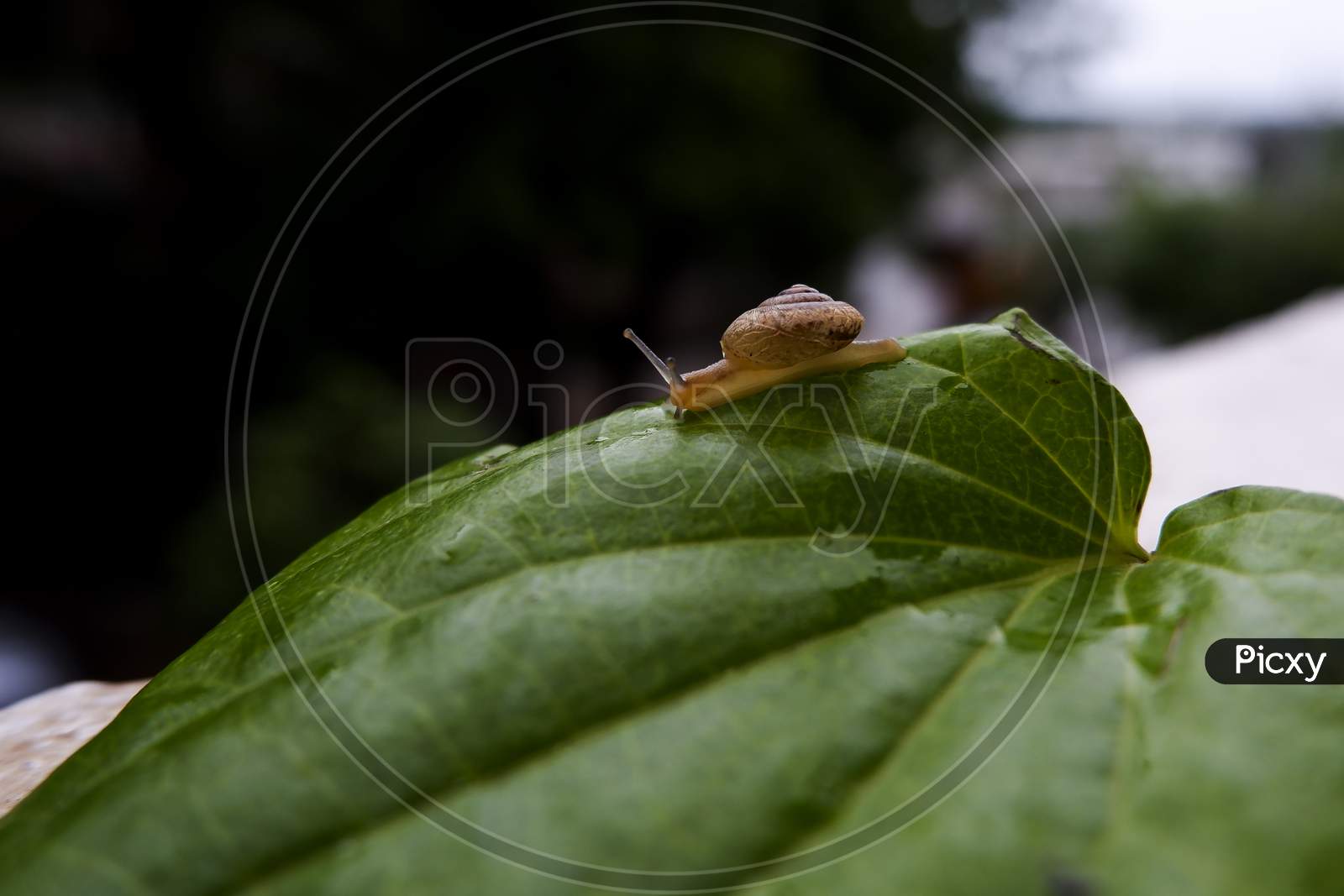 Little Snail Isolated On Green Betel Leaf Edge