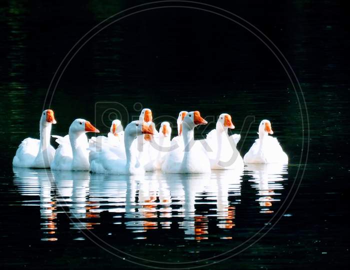 Swimming swans beauty
