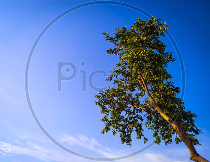 Low Angel View Of Tree Against Sky