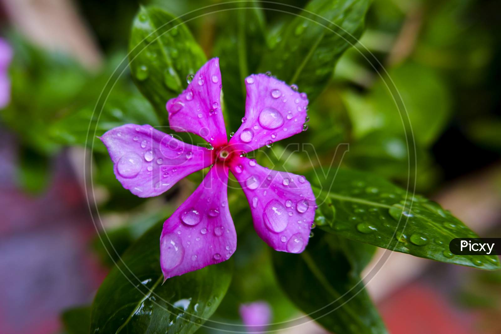 Pink Periwinkle Flower & Green Leaves On Rain Water Drops