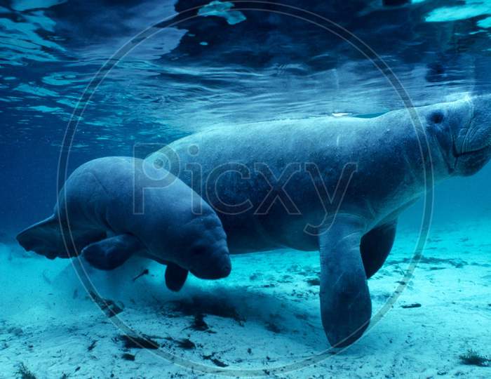 West Indian manatee and baby in the Crystal River, Florida