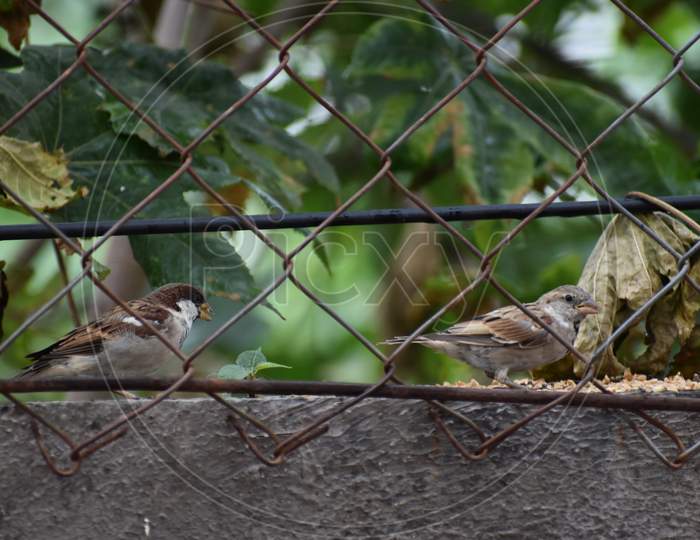 Asian Bird - House Sparrow - Tree birds India