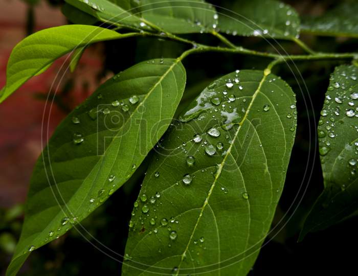 Morning Rain Drops Decorated On Fresh Green Leaves