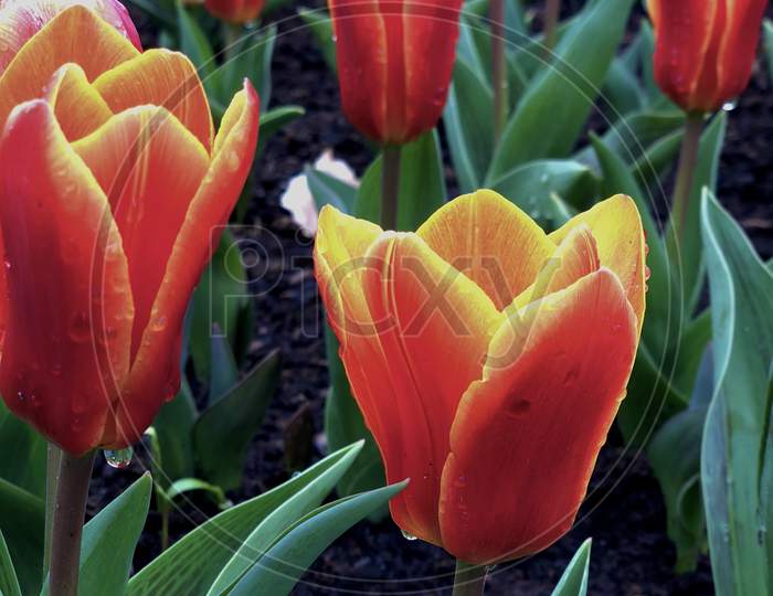 Close Up Of Red Tulips