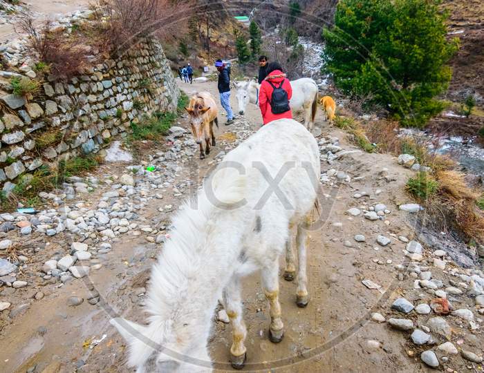 A Trekking Route With Trekkers And Mules Passing By. Mountain Peaks With Pine Trees In The Background