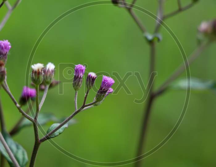 Flower Of Cyanthillium Cinereum Also Known As Little Ironweed In The Sunflower Family.