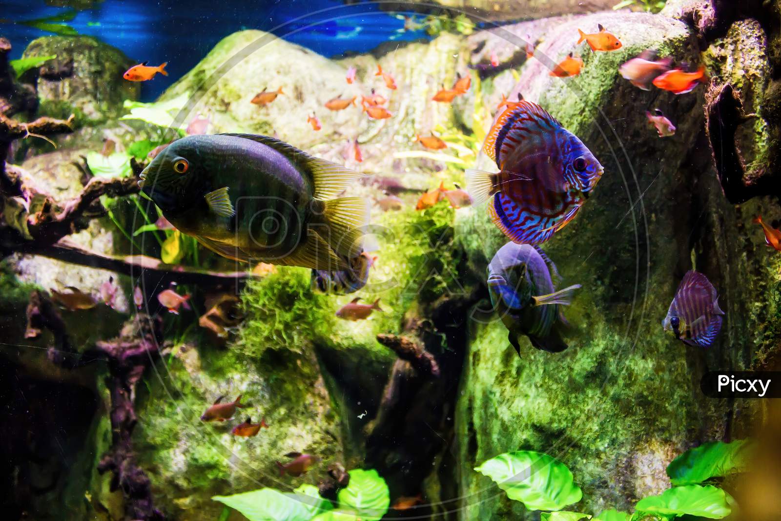 Malaga, Spain: Underwater Ocean Life With Colorful Fish