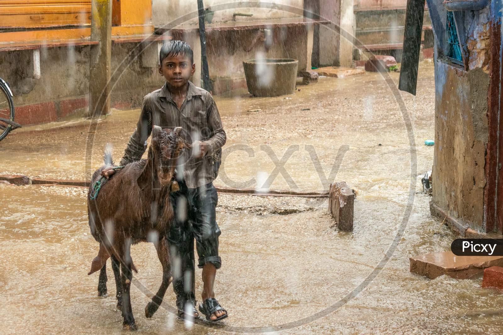 A boy with his cattle walks on a road while it rains heavily during monsoon season in Bharatpur