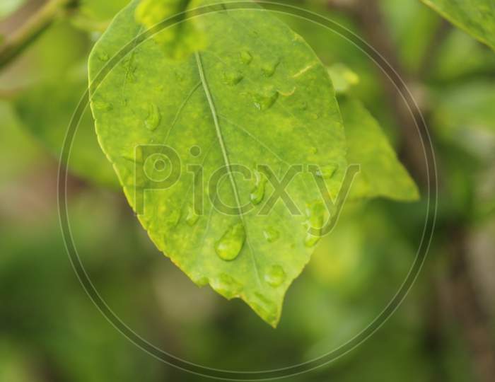 Green background with leaves and water drops. Green foliage of leaves and rain drops closeup with selective focus.