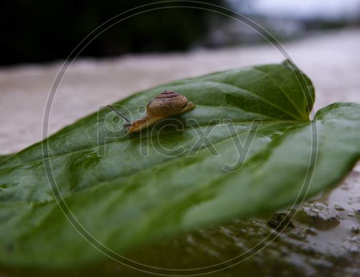Macro Snail Isolated On Green Leaf
