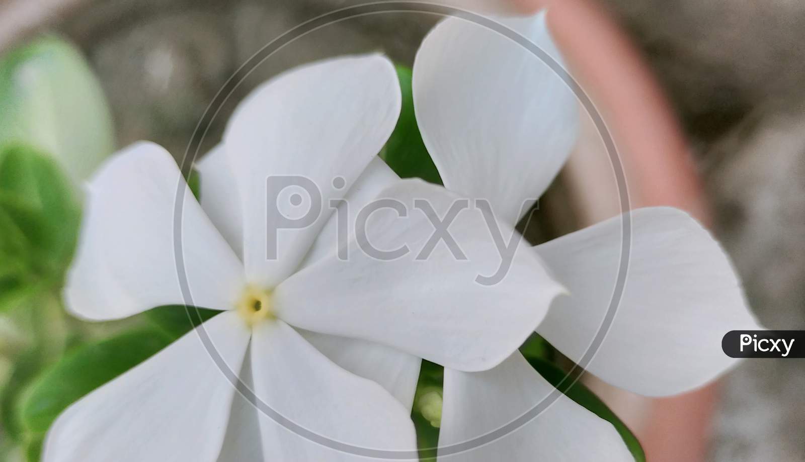 White lily photography