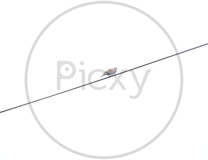 Bird sitting on wire isolated in white background