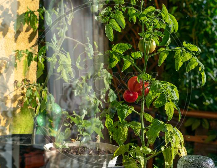 Ecological and natural ripe Uhlan tomato