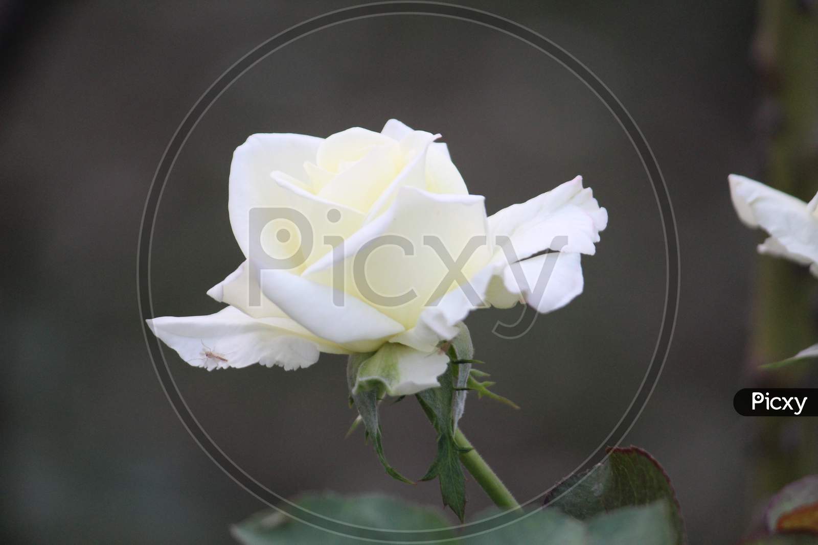 White Rose closeup with a little yellow mixed in it on a bright day.