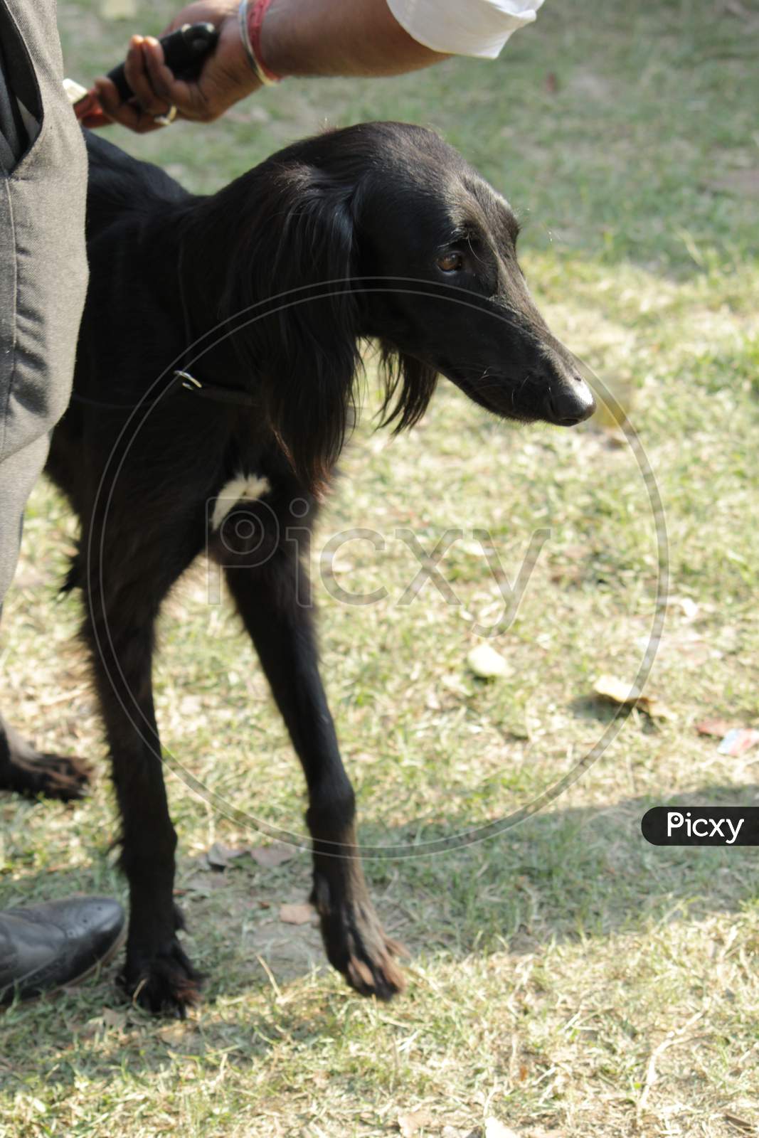 Black colored 'Saluki/ Persian Greyhound' dog preparation before a 'Dog Show' organise by 'Madhyamgram City of Joy Kennel Club' at Madhyamgram, N.24 PGS.