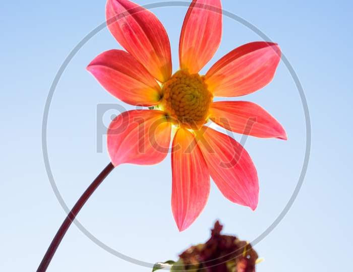 Red Dahlia flower with blue sky, India