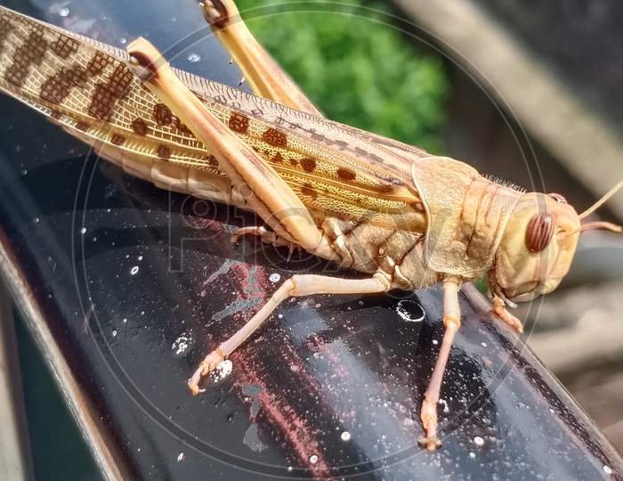 Grasshopper Insect Photography