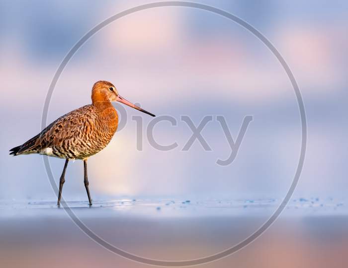 Black-Tailed Godwit Standing Alone In Lake