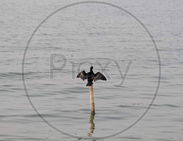 A little black cormorant or Phalacrocorax bird sitting on a dry stick above water and drying it's wet wing