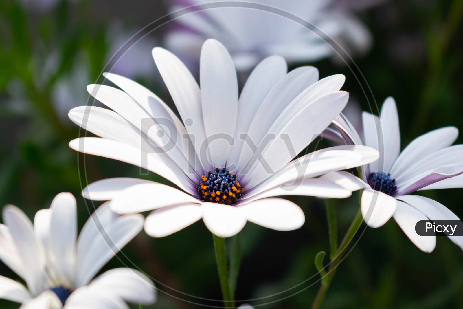 White African daisy flower with blur green background, India