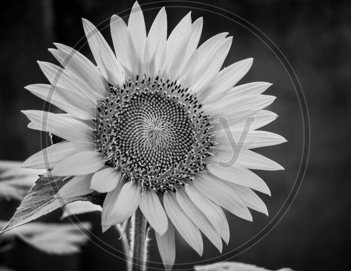 Single black and white Sunflower, India