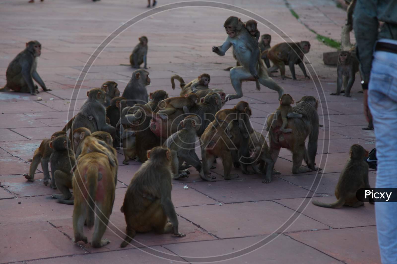 A herd of monkeys eating with their children